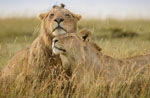 アフリカの野生動物のロマンチックなムード