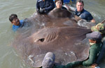 タイで世界最大の淡水魚が捕獲
