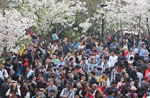 南京鶏鳴古刹の桜が満開 観桜の人々が多くて道が混んでいる