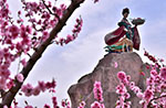 北京市平谷区の桃の花が満開