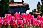 北京の中山公園の春景色
