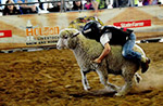 ヒューストン・ライブストックショー＆ロデオで行われる羊乗り競争