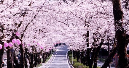日本の魅力的な桜のトンネル