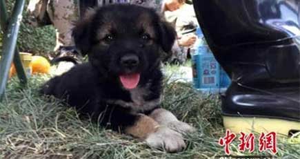 天津の事故現場爆心地で子犬を救出