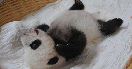 2015年新たに生まれたパンダの赤ちゃん　初めて観客の前に