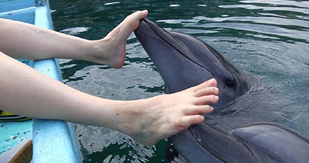 日本の水族館でイルカが来館者のために足つぼマッサージ
