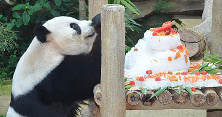 マレーシア、中国のジャイアントパンダの9歳誕生日を祝う