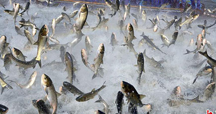千鳥湖の巨大網漁、飛び跳ねる魚の躍動感　浙江省