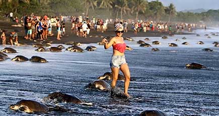 観光客がビーチを占領　絶滅危惧種ヒメウミガメの産卵に影響