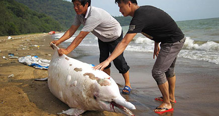 一匹のシナウスイロイルカは深センで浜に乗り上げて死亡