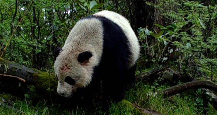 夜歩き、けんか、肉食も　赤外線カメラがとらえた野生パンダ