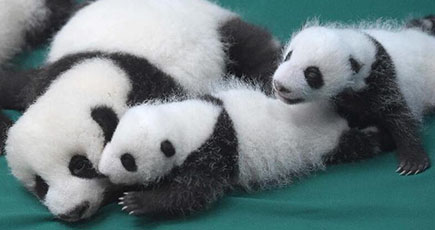 成都で今年誕生したパンダの赤ちゃん13頭を公開