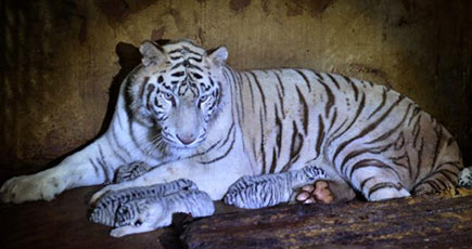 雲南動物園のホワイトタイガーが5つ子を出産　全国記録に並ぶ