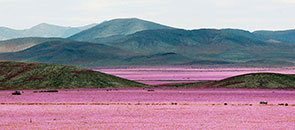 世界一乾燥した砂漠、大雨後は童話に出てくるような花畑に
