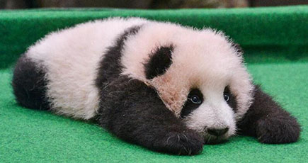 マレーシアに滞在中の中国パンダ赤ちゃんが一般公開