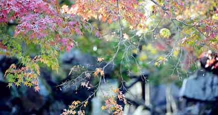 深い色が染しつつ　美しき秋の奈良