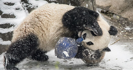 激萌！雪の中でゴロゴロしているパンダ