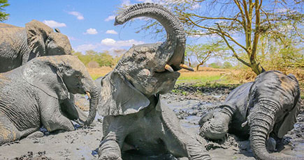 米観光客、ケニアで泥んこの可愛いゾウを撮影