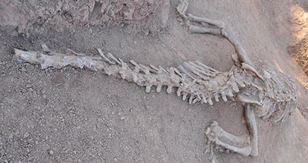 雲南省で1.8億年前の恐竜化石2体発見