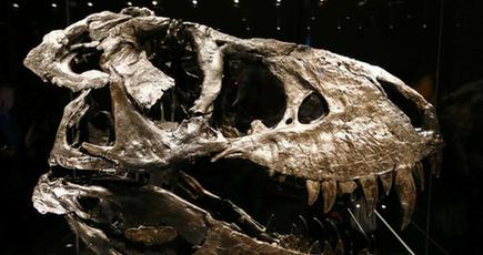 ベルリンで6600年前のティラノサウルスの骨が展示