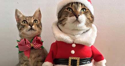 一番かわいいのは誰？　動物たちのクリスマスファッション対決