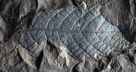 数億年前の古生物の化石が広州で発見