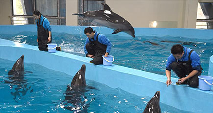 日本のイルカが中国の新居に　訓練受けお披露目へ
