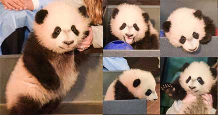 ワシントン国立動物園のパンダ「 ベイベイ」が健康診断