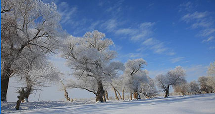 新疆のアルタイ市、樹氷美景が現れる