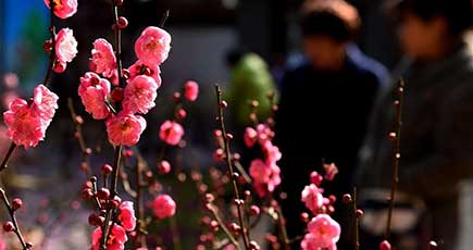 開花した梅の花が冬の日に香る　雲南省