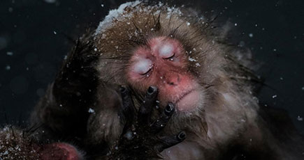 日本の猿、温泉に入り極楽気分