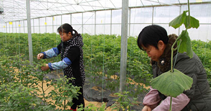 貴州省の貧困扶助の難関を乗り越え、現代農業が農民の貧困脱却と富裕化をけん引