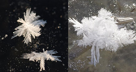 北海道の阿寒湖、透き通る美しい「霜の花」