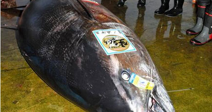 日本で417キロのクロマグロが水揚げ、刺し身で3000人分