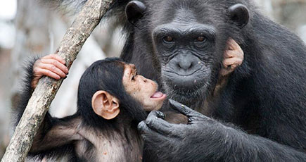 チンパンジー赤ちゃんが母をキスー