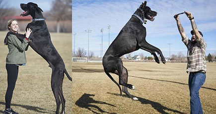 2.1メートルの世界最高の犬が大人気、僅か二歳で300キロ、ギネス世界記録を申請