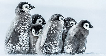 南極のコウテイペンギンの赤ちゃん　吹雪の中で寄り添い合う