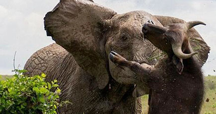 象vsバツフアロー　象の歯がバツフアローを突き刺す瞬間