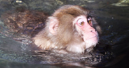 韓国の猿が温泉を楽しみ、快適な表情