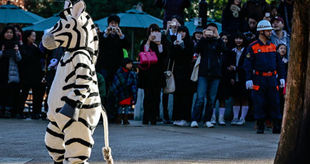 上野動物園、職員がシマウマに扮し脱走