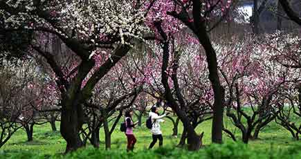武漢、東湖の梅が絵のように美しい