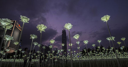 バレンタインデーで、バラのイルミネーションが香港の海浜を明るくし