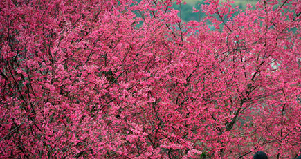 すごく綺麗な「桜海」に、初春の雰囲気