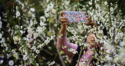 春を迎える湖南植物園、観光客は「花の海」に撮影