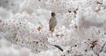 国内でも桜が見られる　5つの花見ルートを紹介