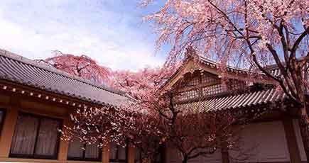 桜が開花、観光客を魅了