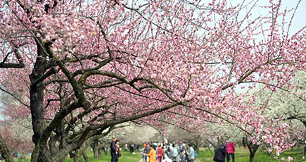 武漢で梅の花が咲く　春らしい雰囲気に