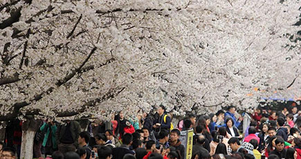 桜の花見で賑わう武漢大学