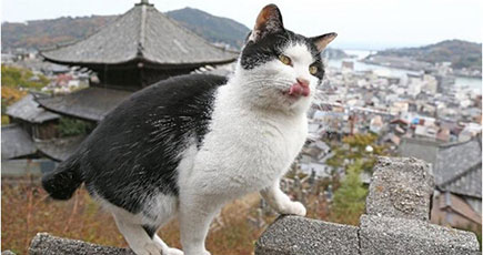日本の「猫の細道」が人気　猫が独特な風景を形成