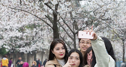 南京の鶏鳴寺で桜が開花